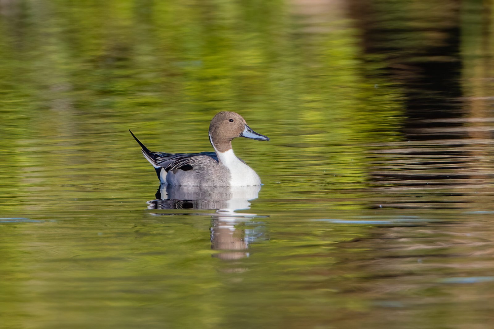 Northern Pintail Male With Long Tail Resting
