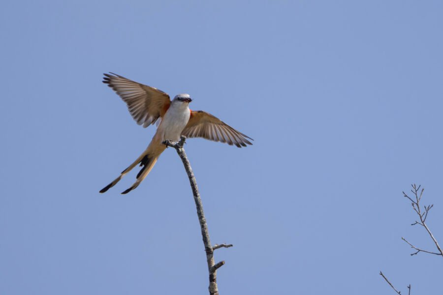 Scissor Tailed Flycatcher Returning To Tree With Catch