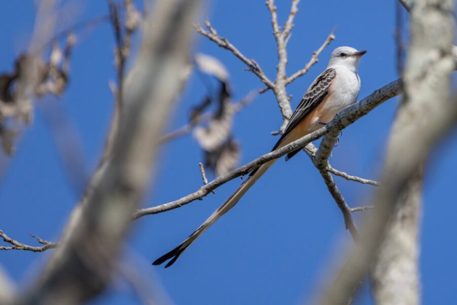 Scissor Tailed Flycatcher With Long Tail Sitting In Tree