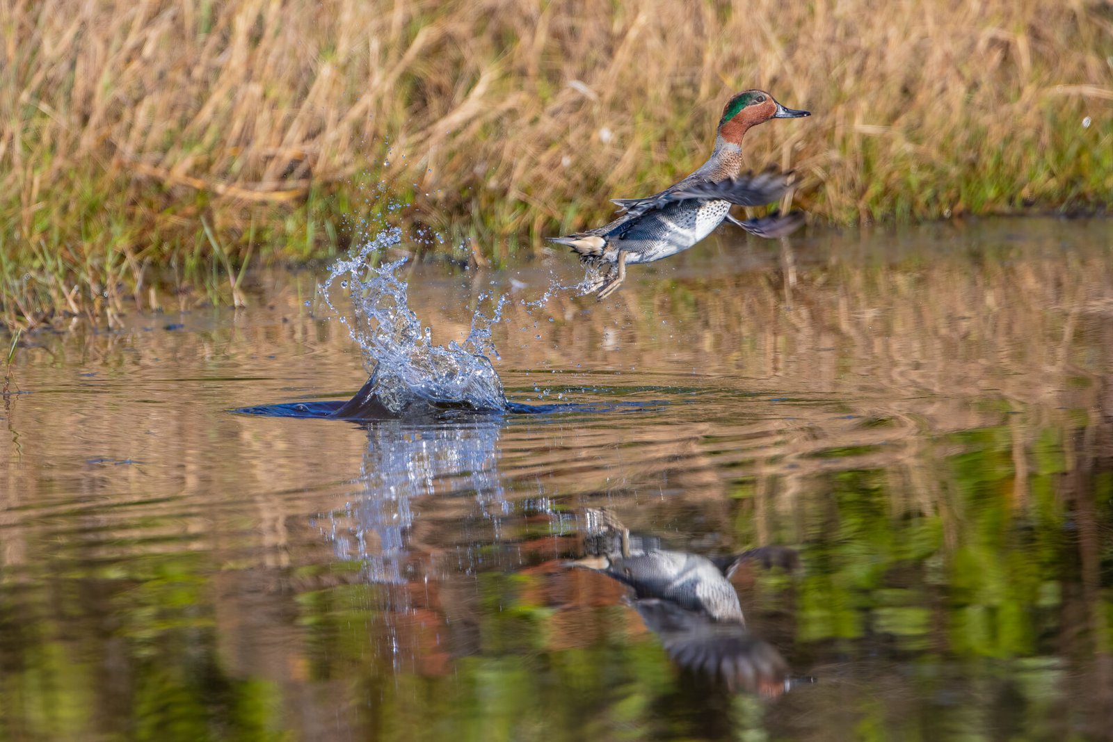 Green Winged Teal Blasting Off