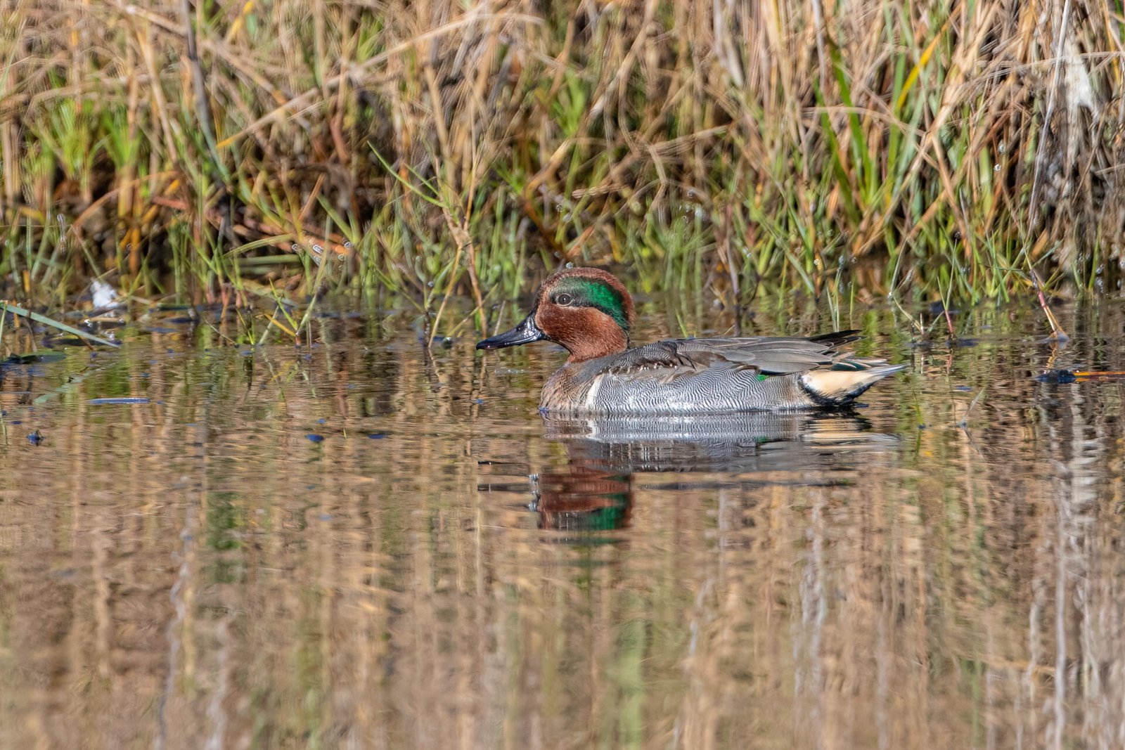 Green Winged Teal Male Swimming To Left
