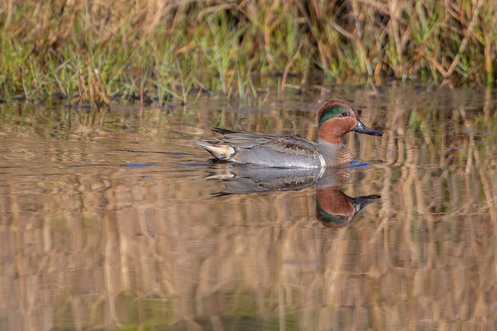 Green Winged Teal Male Swimming To Right