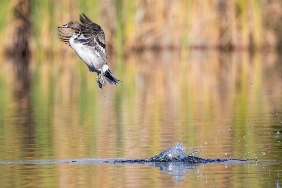 Northern Pintail Male Blasting Off
