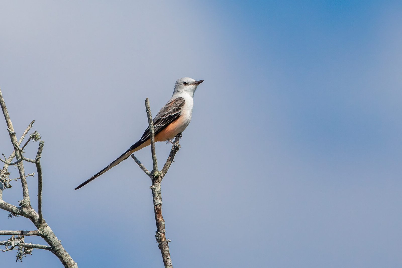 Scissor Tailed Flycatcher Perched In Tree Watching For Insects