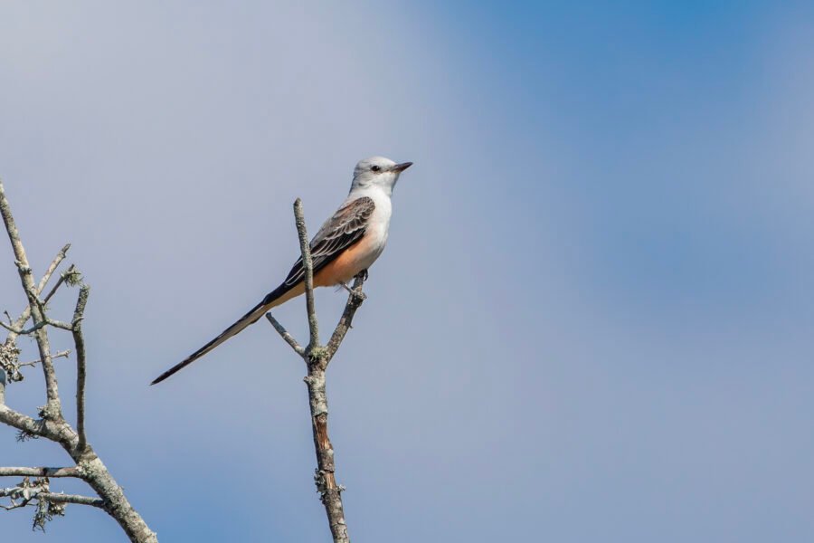 Scissor Tailed Flycatcher Perched In Tree Watching For Insects