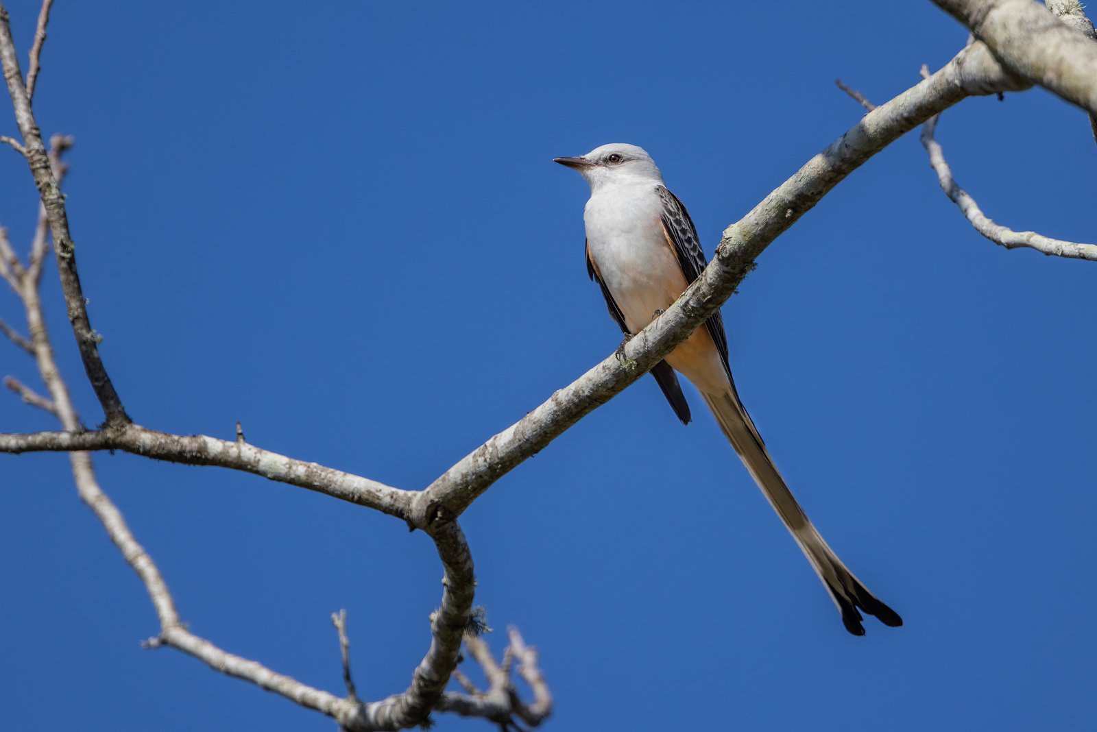 Scissor Tailed Flycatcher With Long Tail Perched In Tree