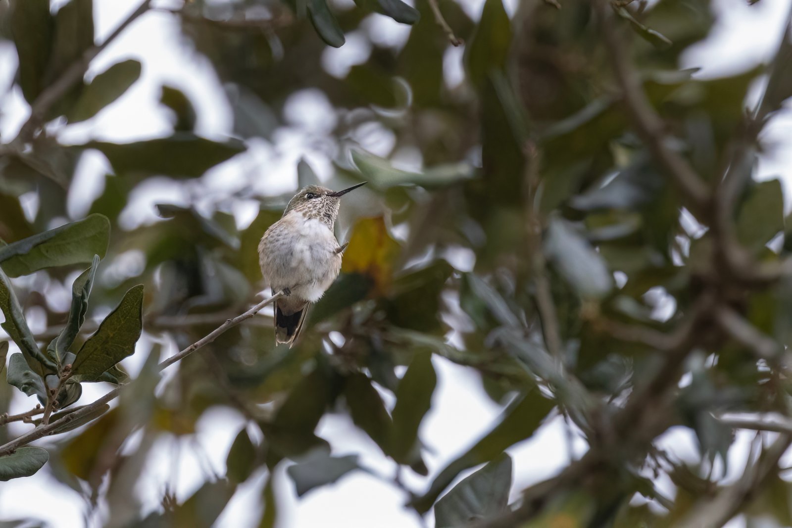 Calliope Hummingbird Female In Live Oak Tree