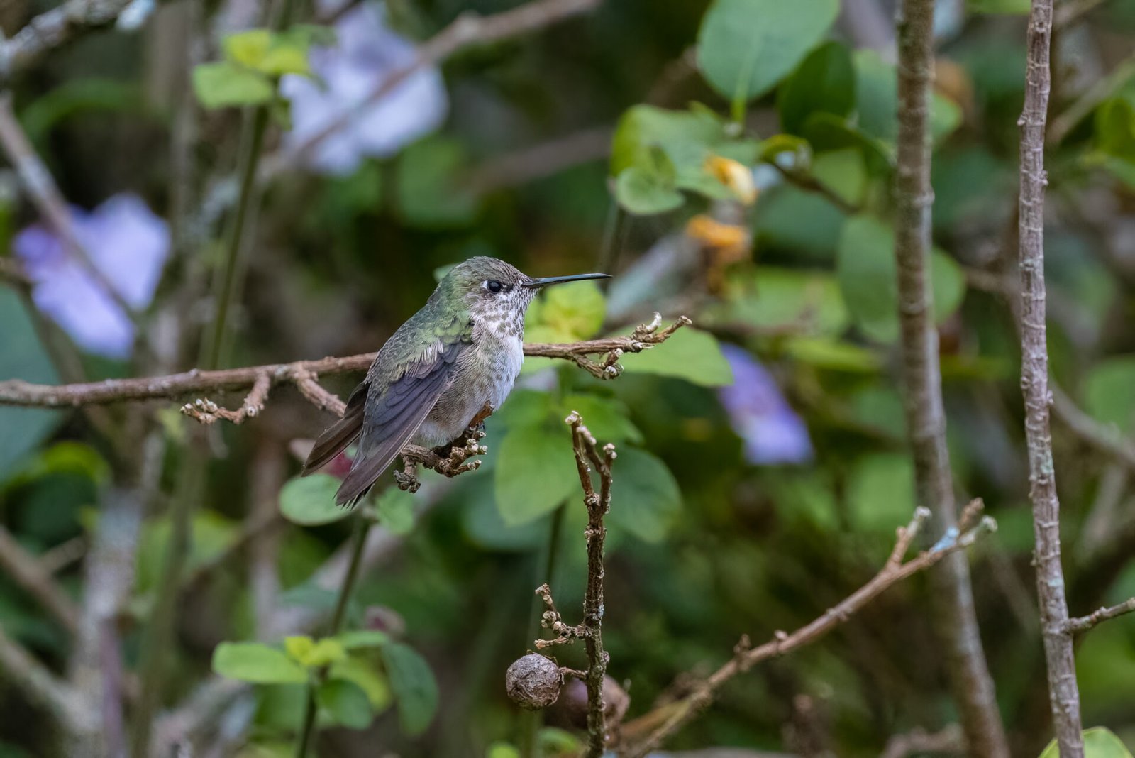 Calliope Hummingbird Female Perched On Small Branch