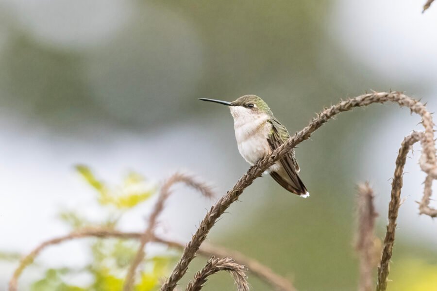 Ruby Throated Hummingbird Female Resting On Perch