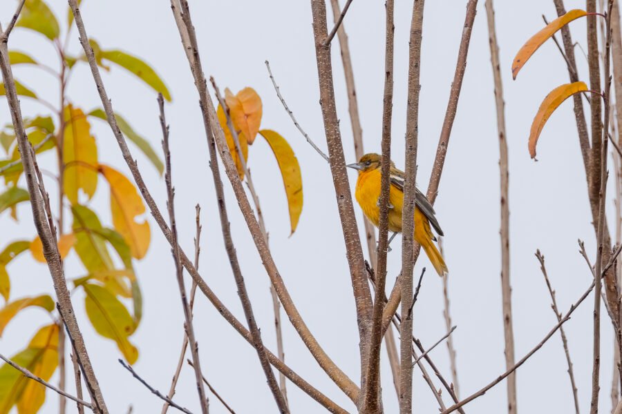 Young Male Baltimore Oriole In Tree