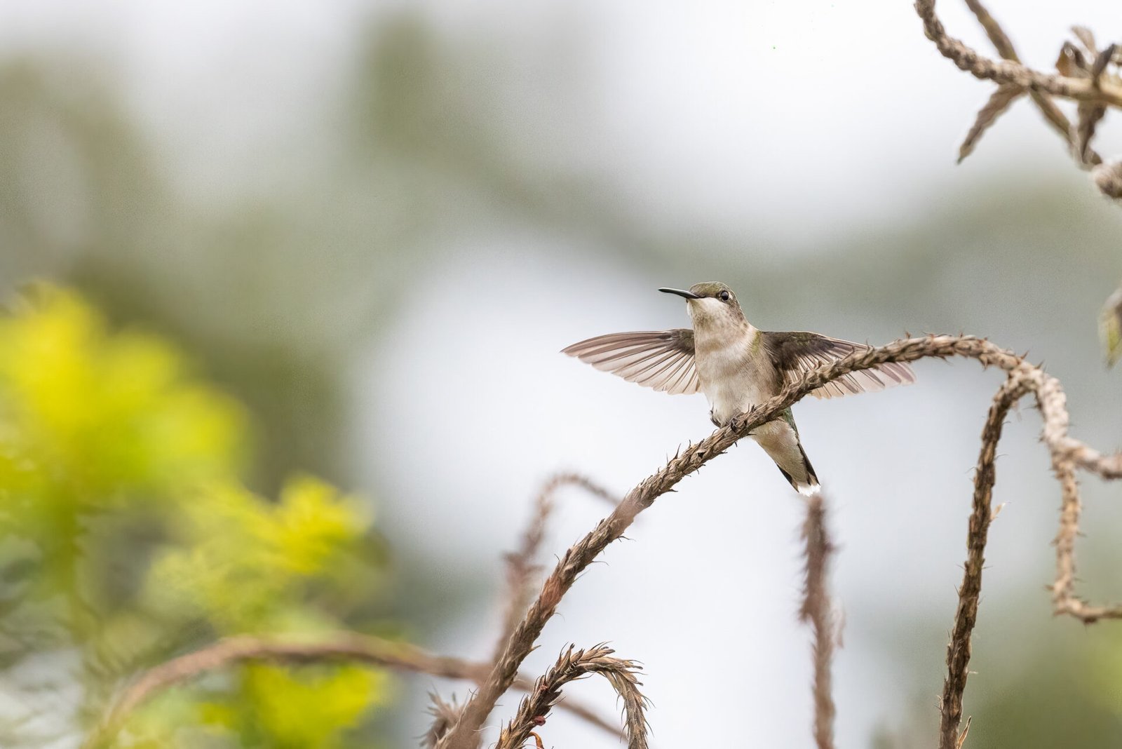 Ruby Throated Hummingbird Female Landing On Perch