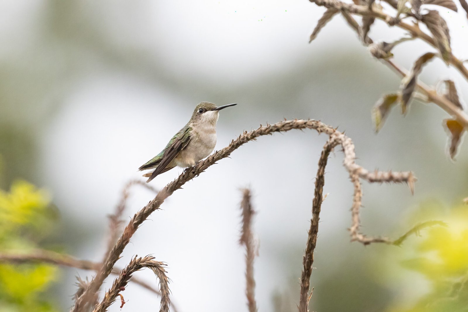 Ruby Throated Hummingbird Female Ready To Fly Off