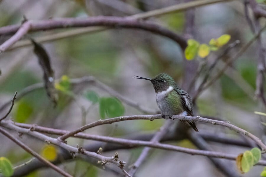 Ruby Throated Hummingbird Male Resting On Branch