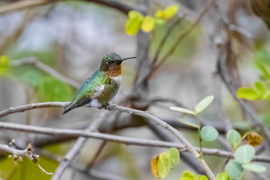 Ruby Throated Hummingbird Male Showing Red Gorget