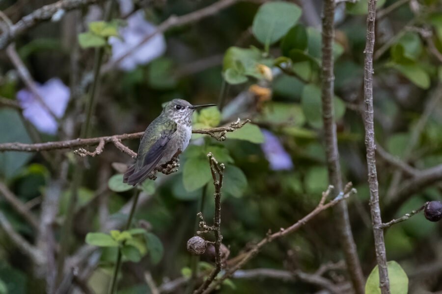 Calliope Hummingbird Female Resting On Small Branch