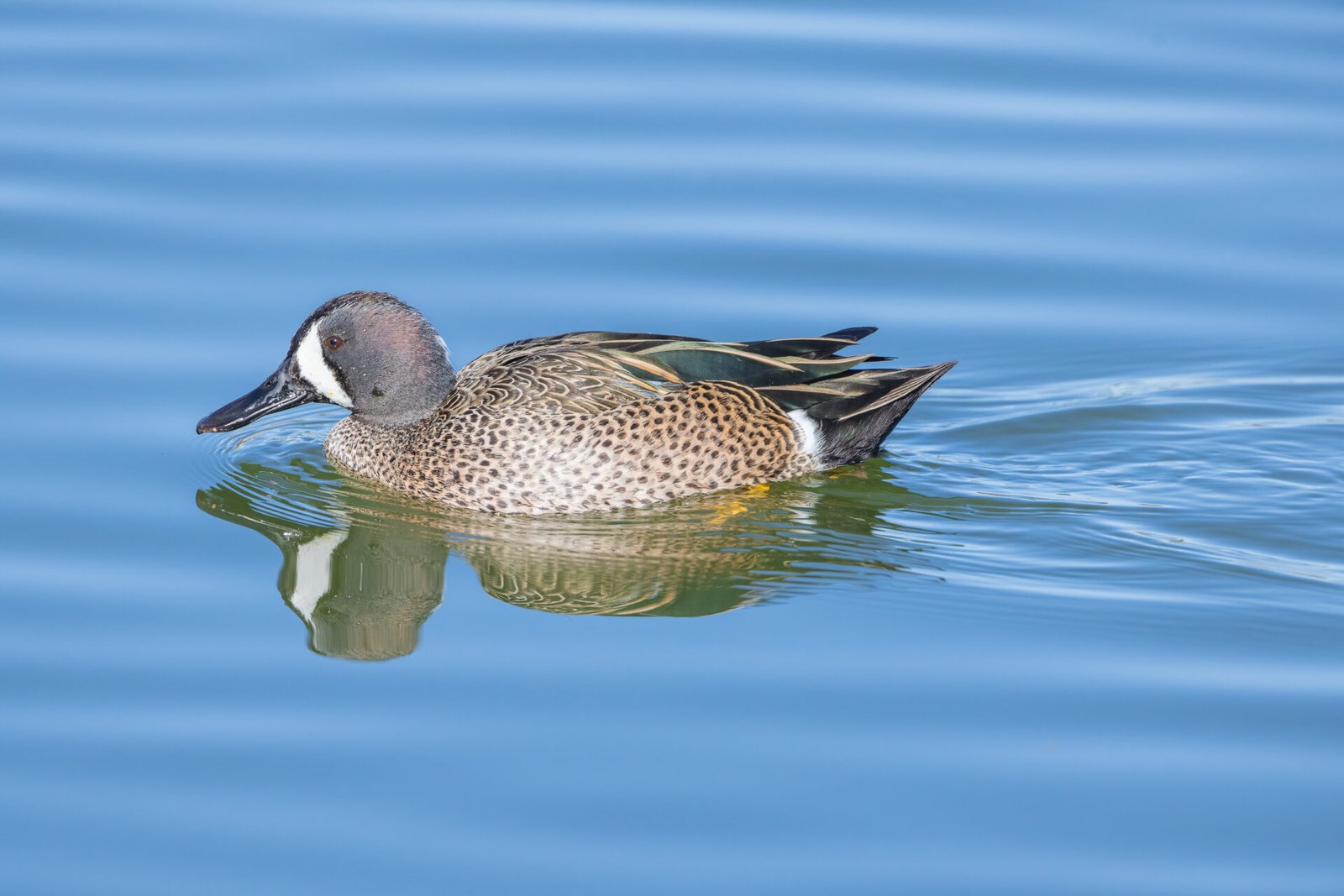 Blue Winged Teal Drake Swimming To Left