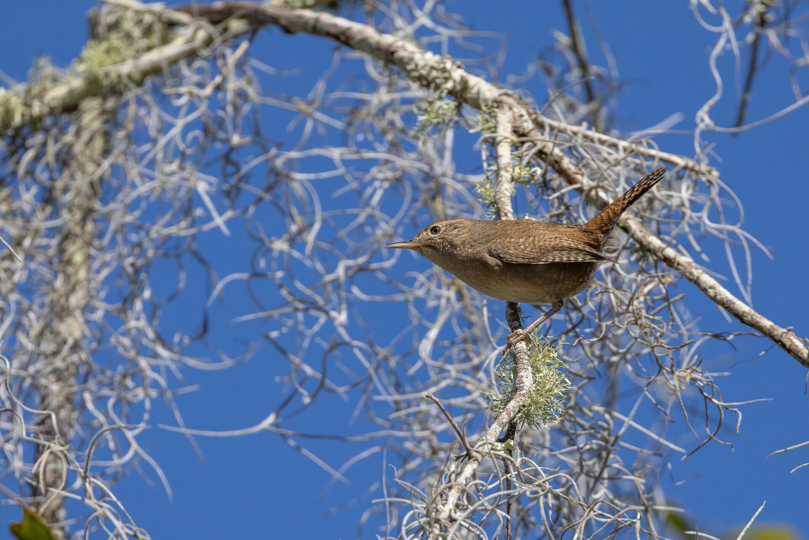House Wren Pops Out Of Cover