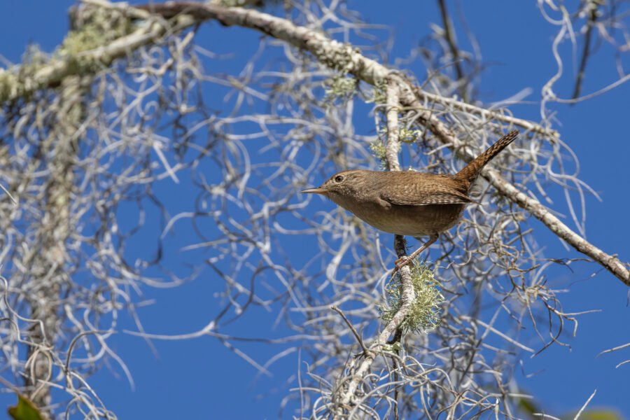 House Wren Pops Out Of Cover