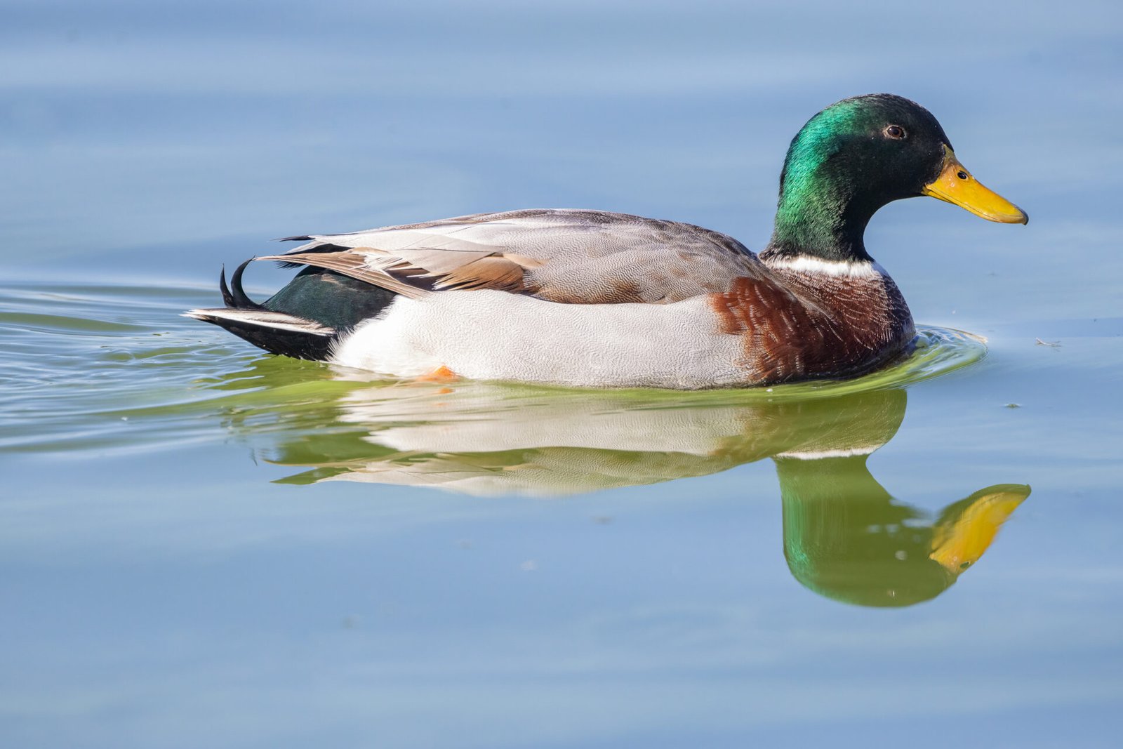 Mallard Drake Cruising On Pond
