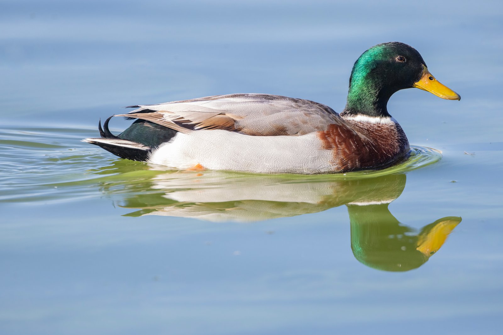 Mallard Drake Cruising On Pond