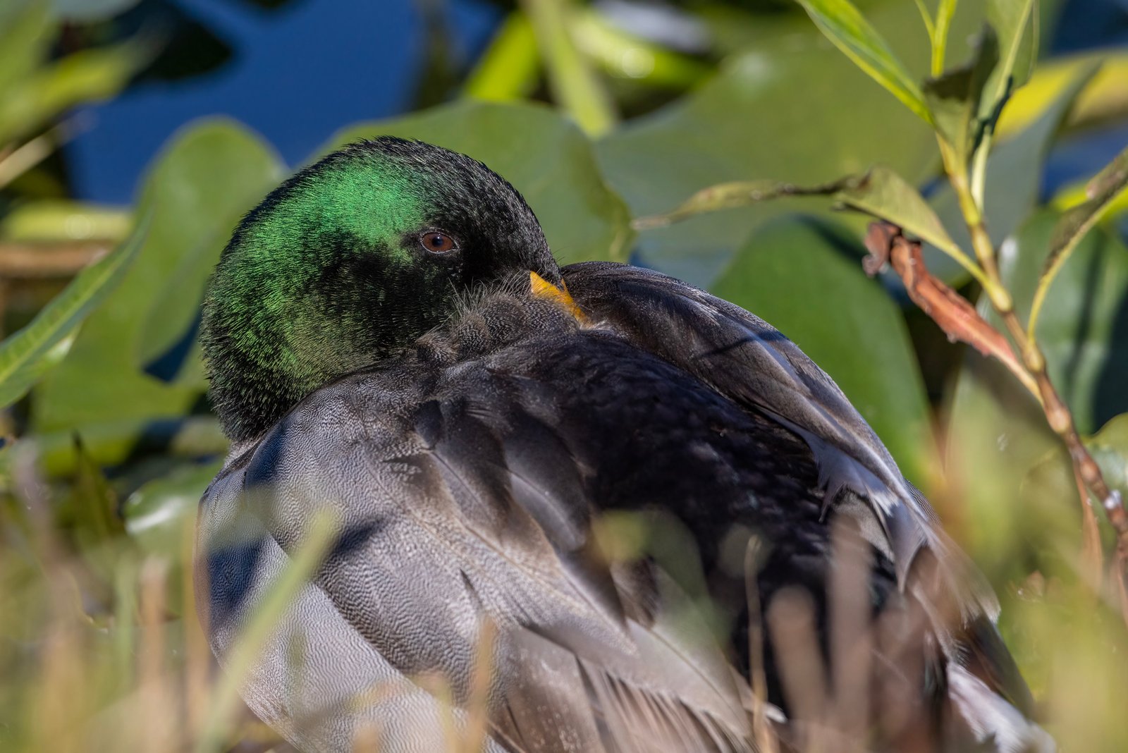 Mallard Drake Peacefully Resting