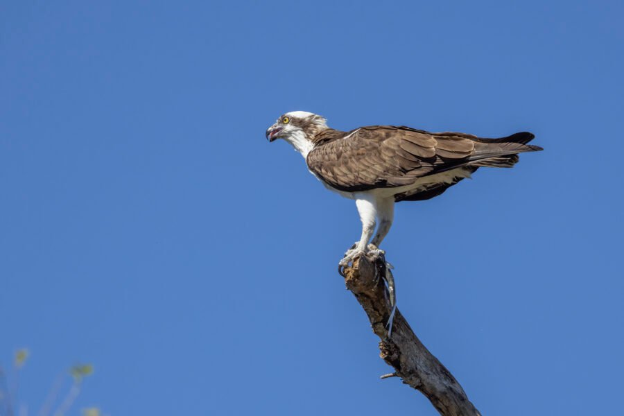 Osprey With Fresh Catch On Tree Top