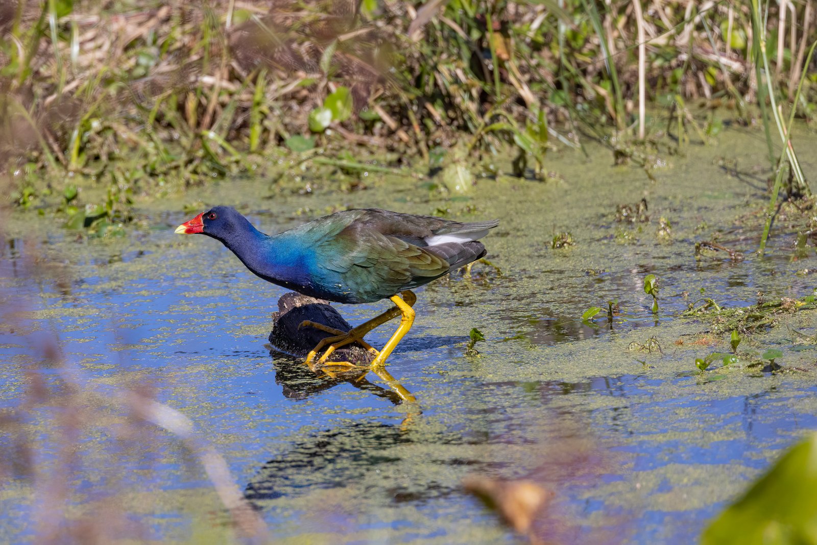 Purple Gallinule Stepping Across Log In Water