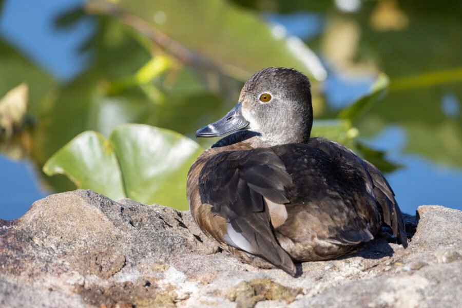 Ring Necked Duck Female Resting On Large Rock