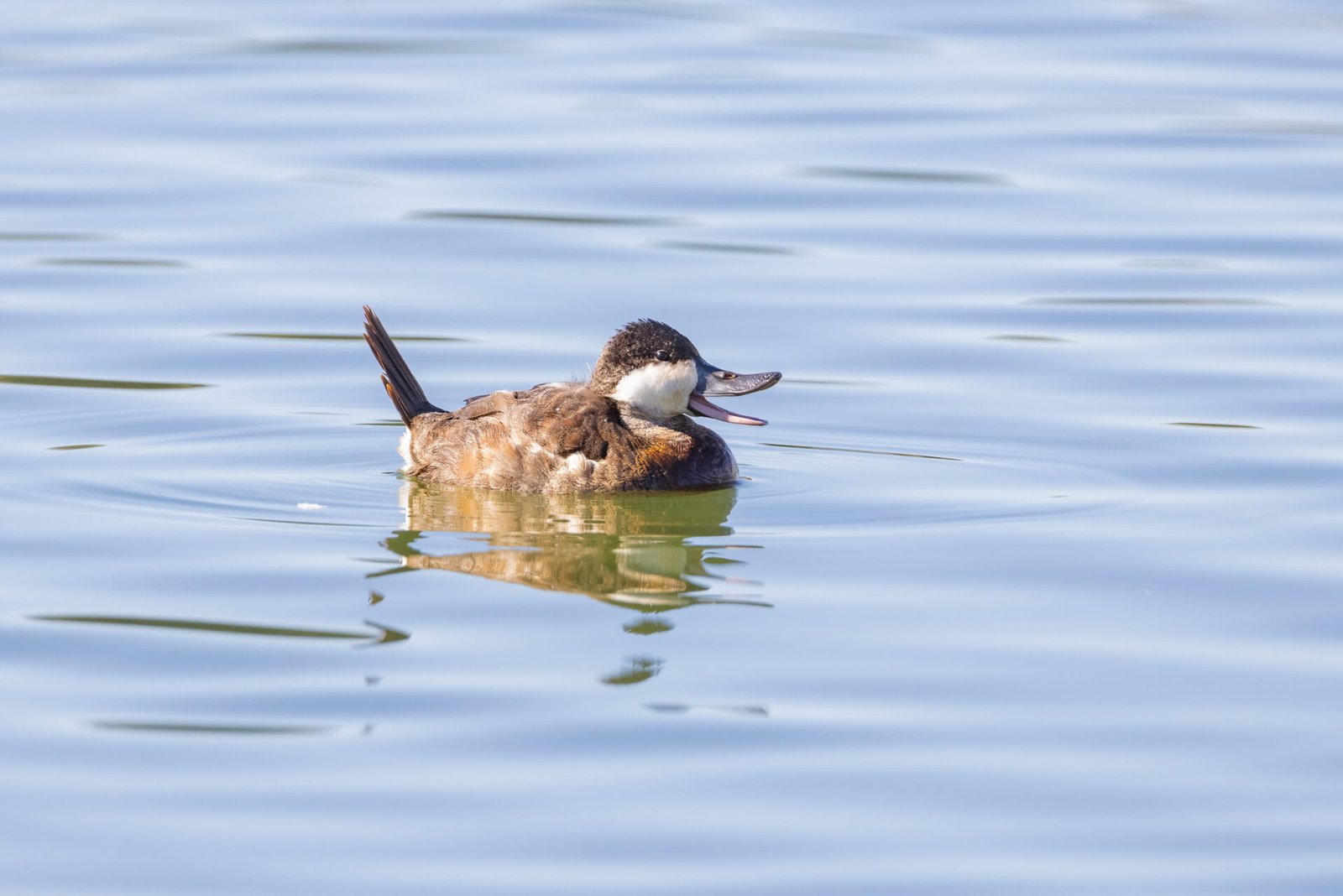 Ruddy Duck Chattering On Water