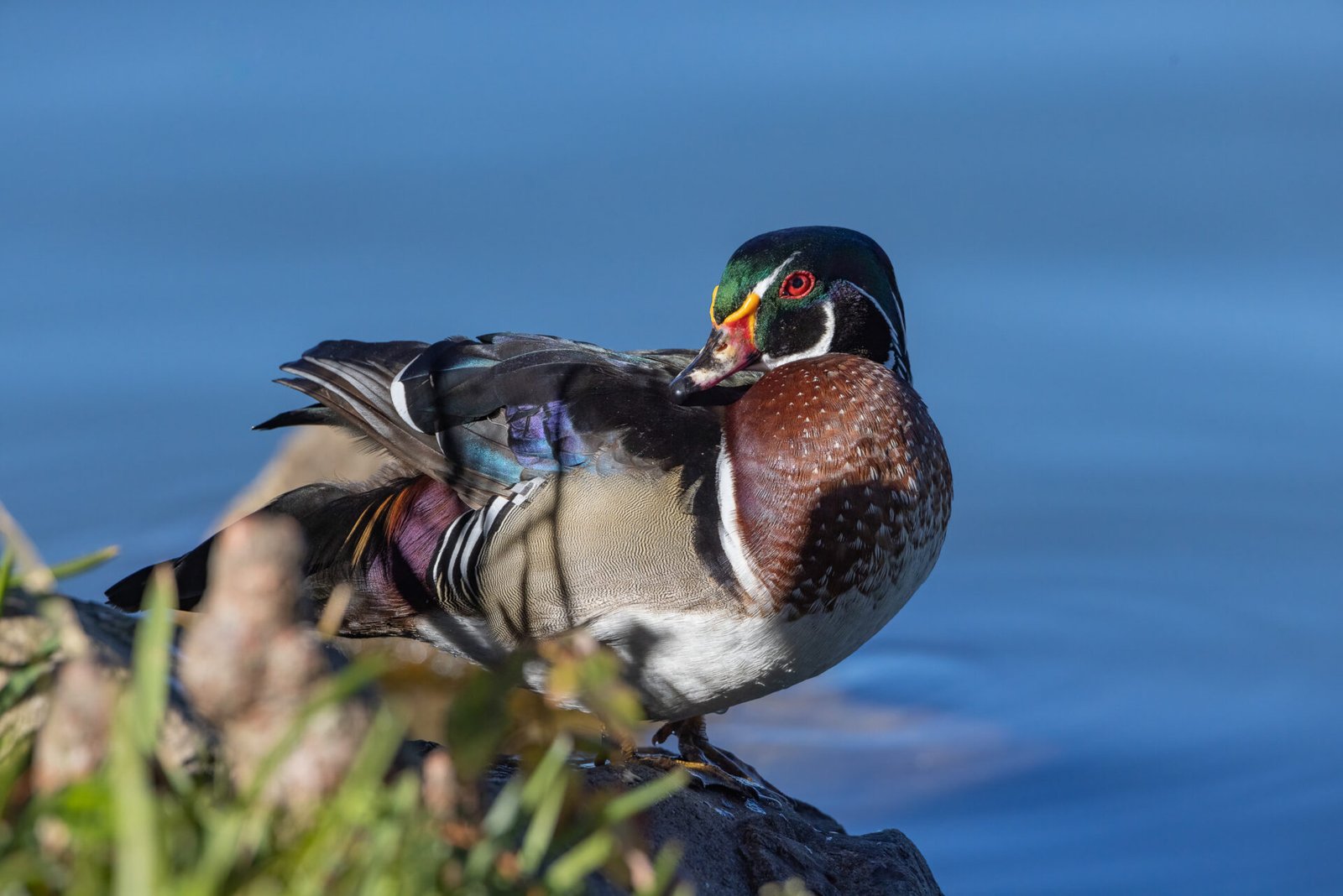Wood Duck Drake Resting Looking Back
