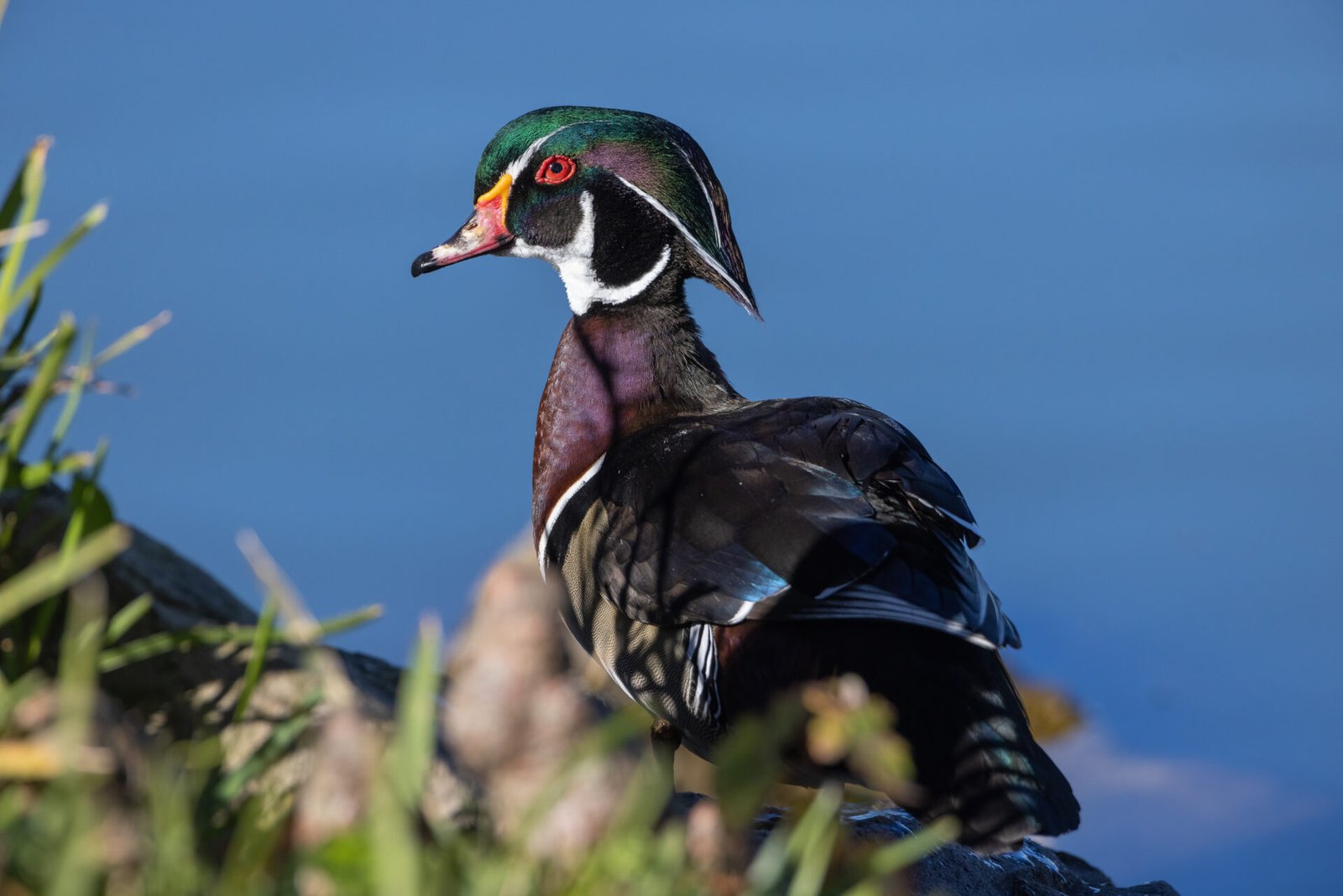 Wood Duck Male Looking Around