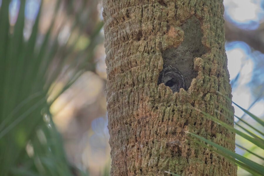 Barred Owl Female Sitting On Nest In Dead Palm