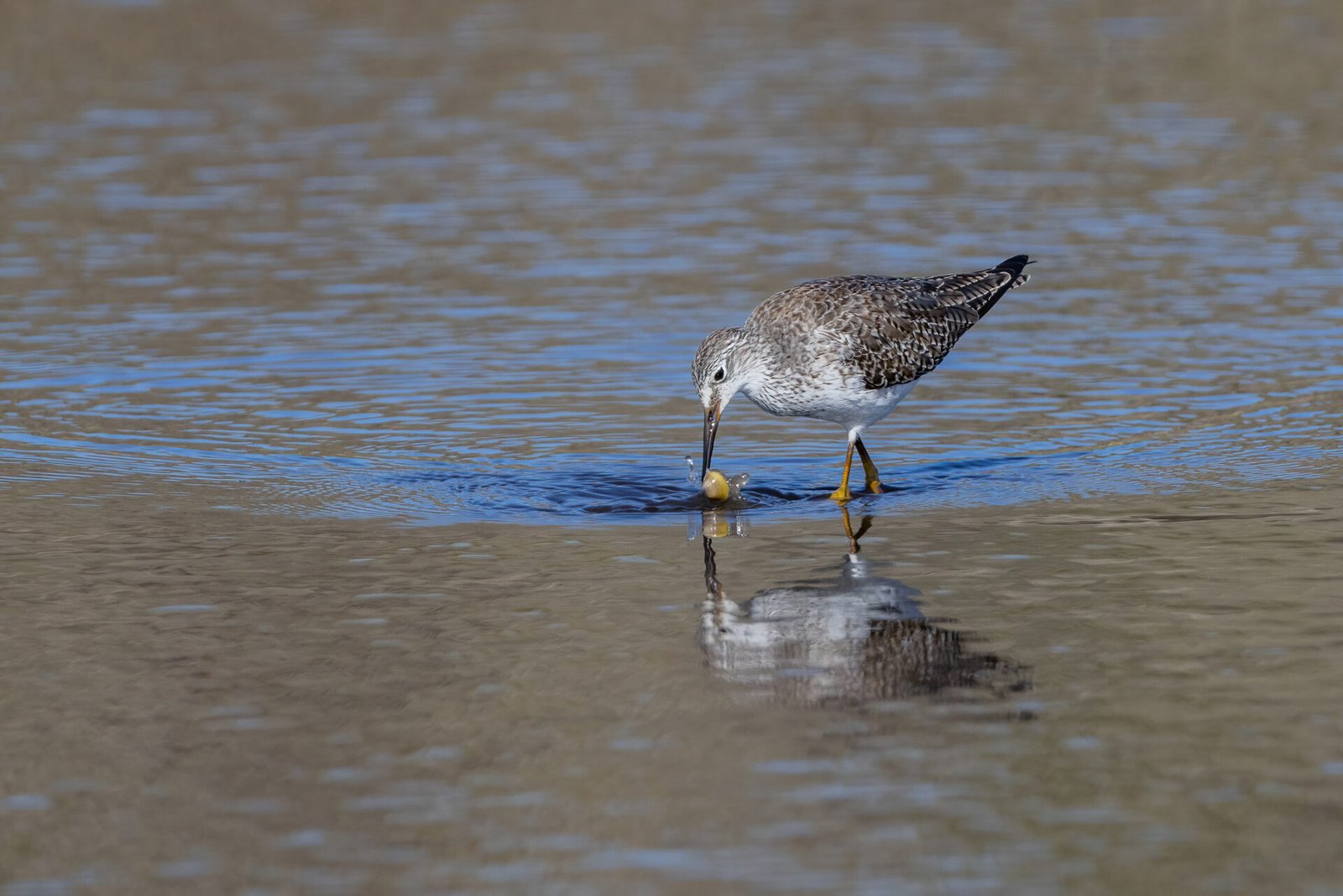 Greater Yellowlegs With Fresh Catch