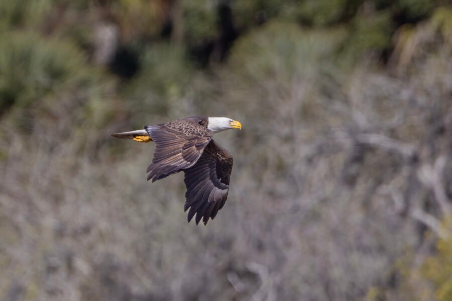 Bald Eagle Sailing Past