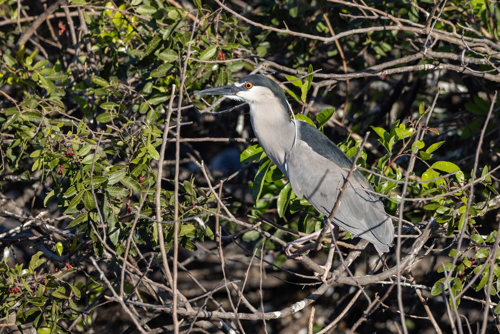 Black Crowned Night Heron Watching For Mate