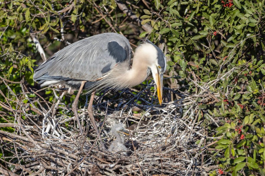 Great Blue Heron Female Caring For New Chick