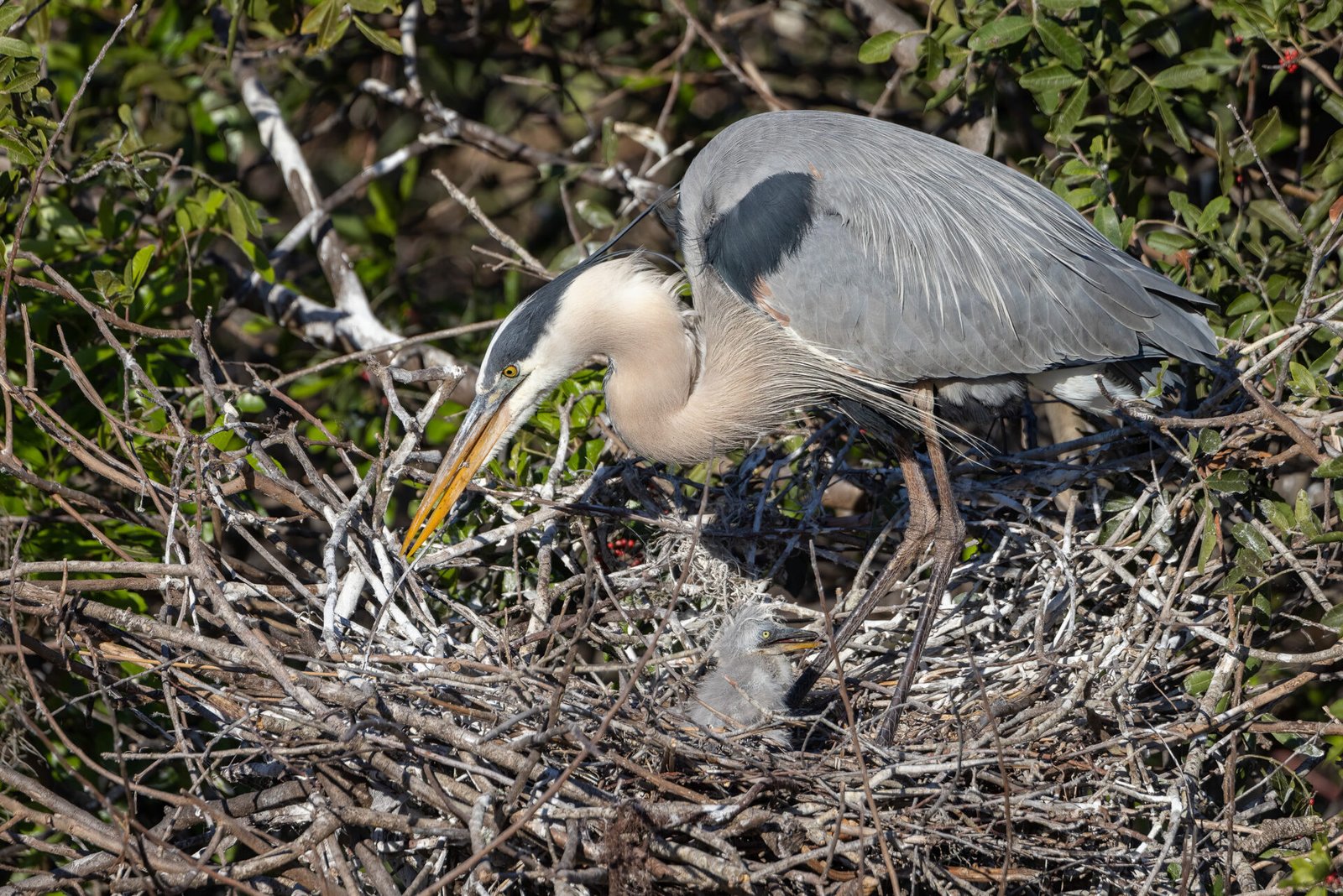 Great Blue Heron Female Tending To Nest With Chick