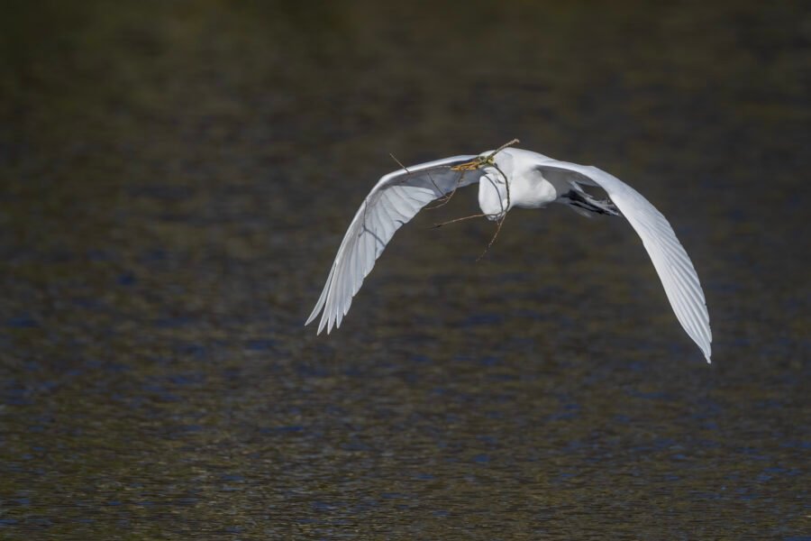 Great Egret Cruising Across Water With Stick