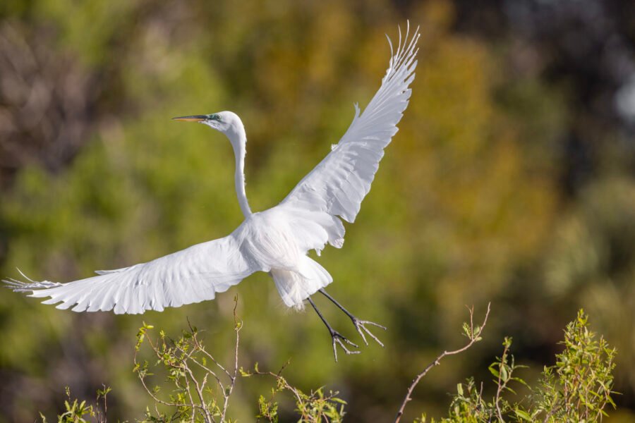 Great Egret Flying Off For More Nesting Material