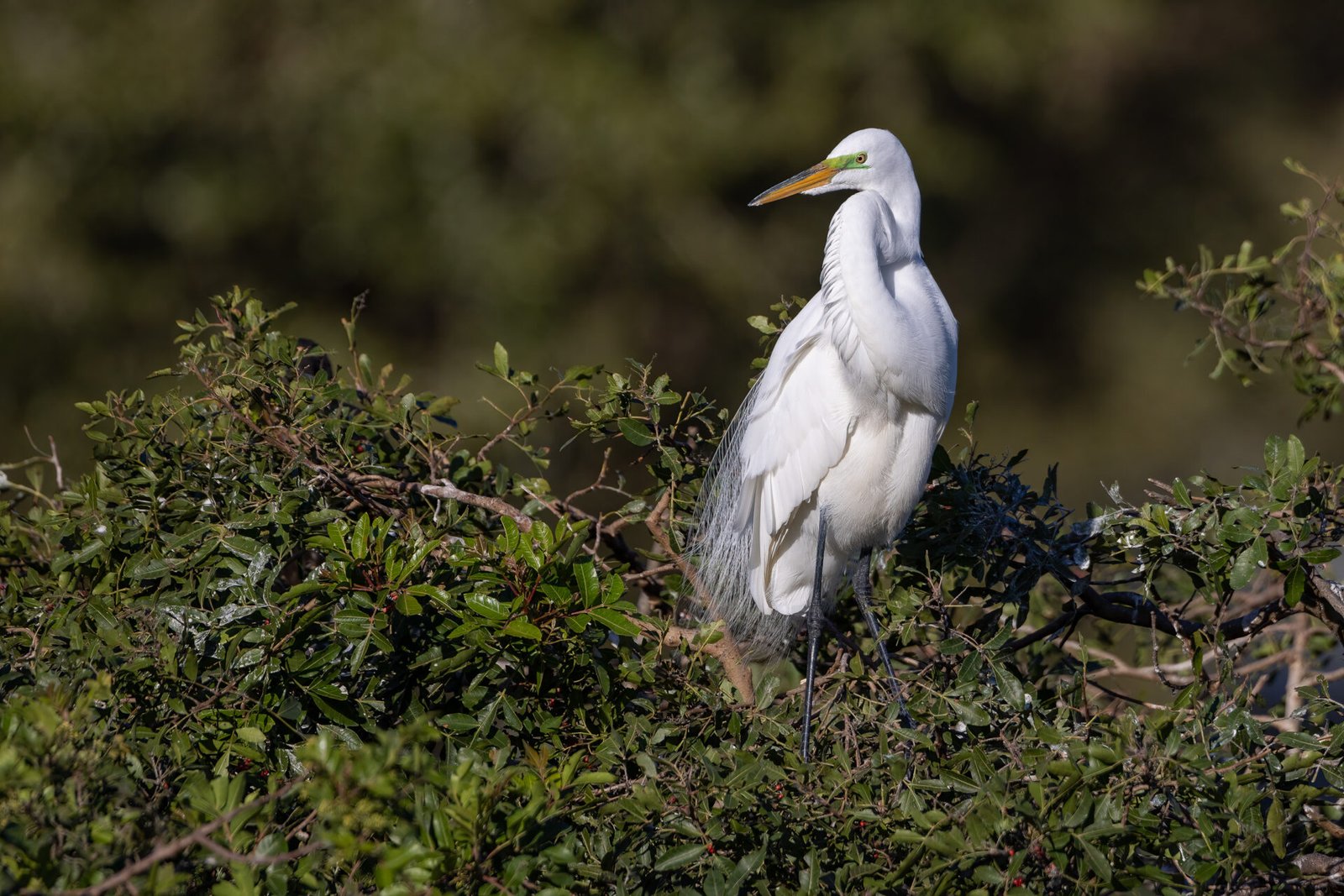 Great Egret Perched On Top Of Trees