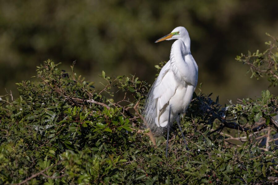 Great Egret Perched On Top Of Trees