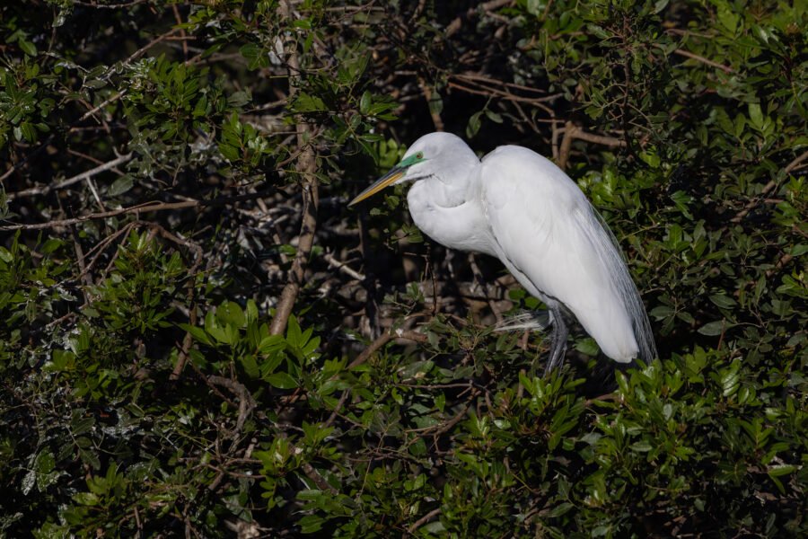 Great Egret Resting Near Nest