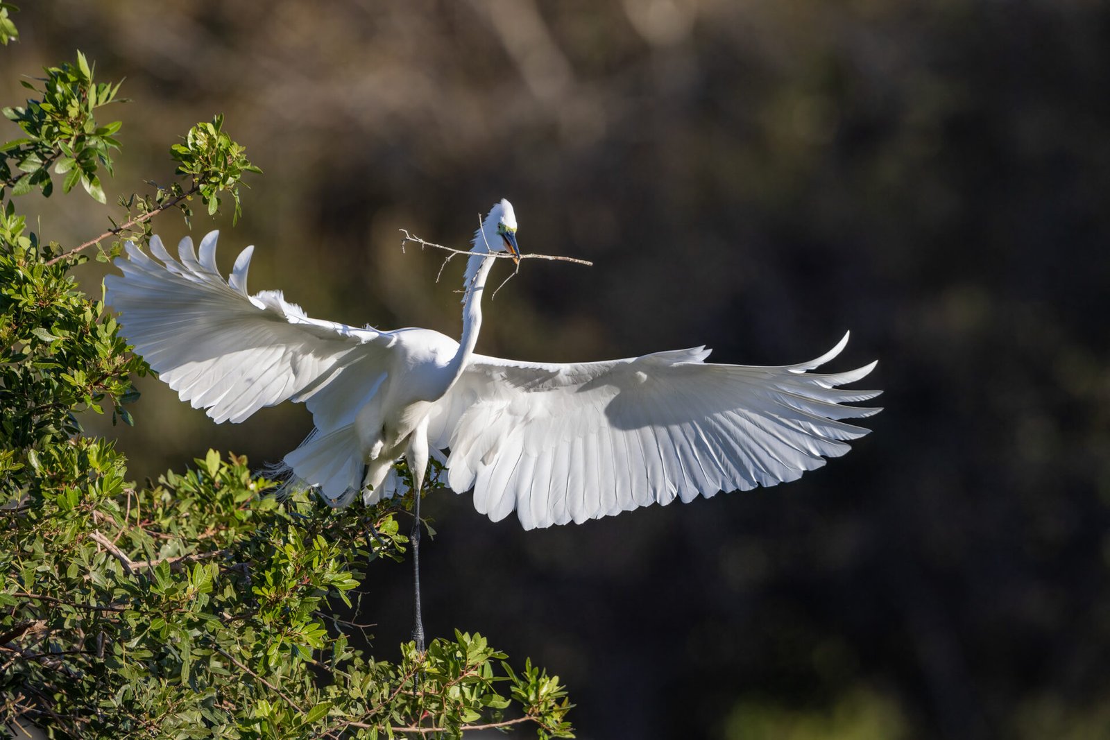 Great Egret Returning To Nest With Stick