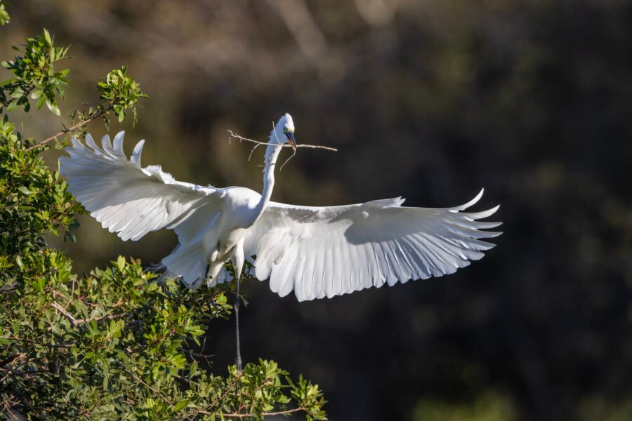 Great Egret Returning To Nest With Stick