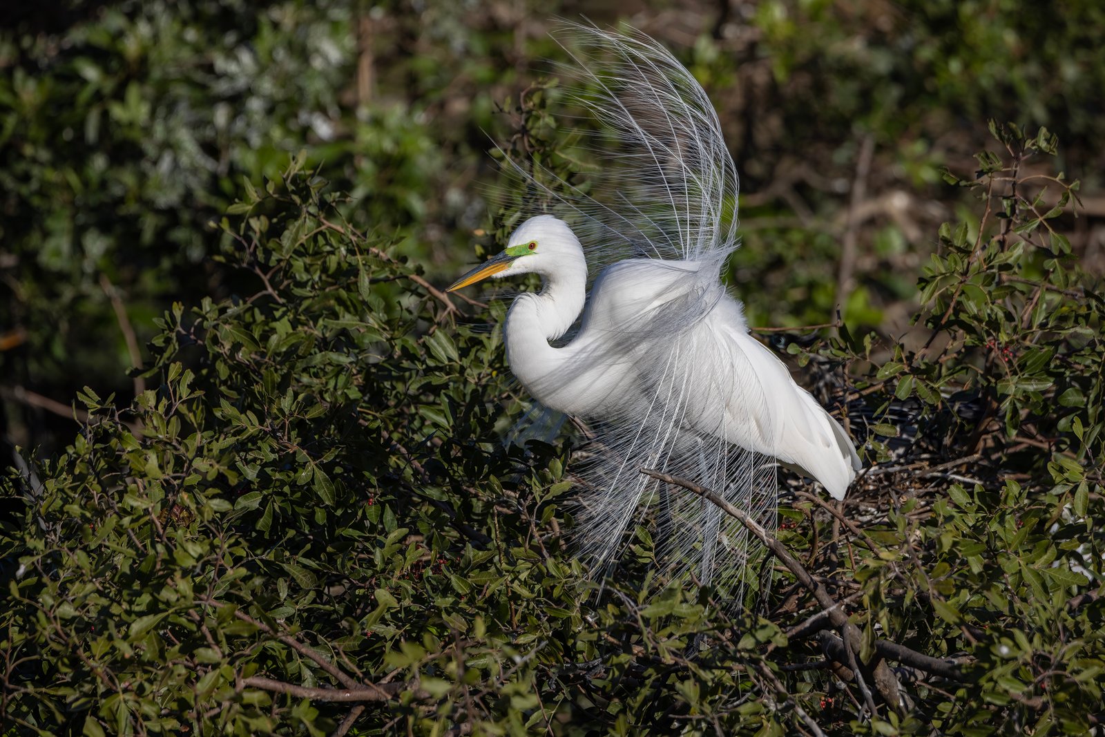 Great Egret With Breeding Plumes Blowing In Breeze