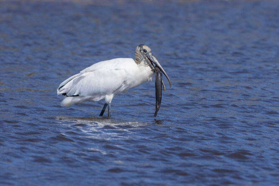 Wood Stork With Fresh Catch