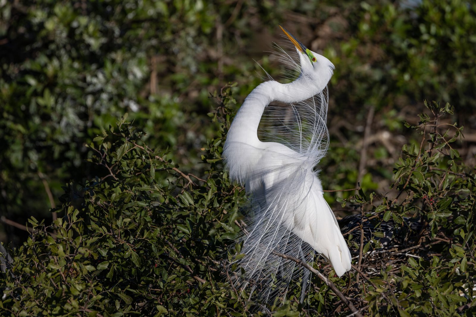 Great Egret Trumpeting