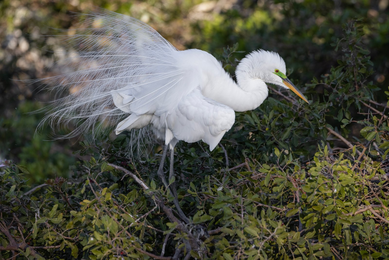 Great Egret With Breeding Plumes