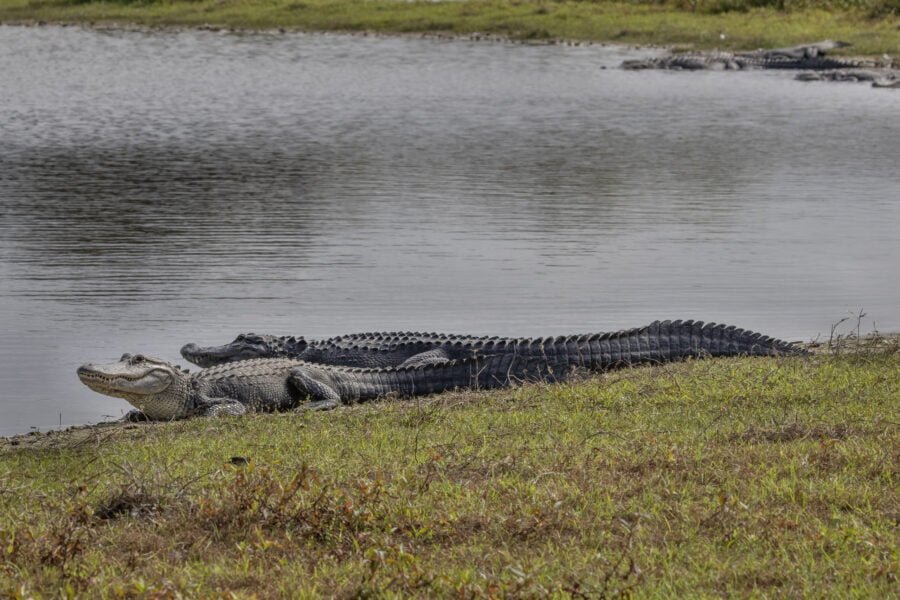 Alligators Getting Ready To Hop Back In Water