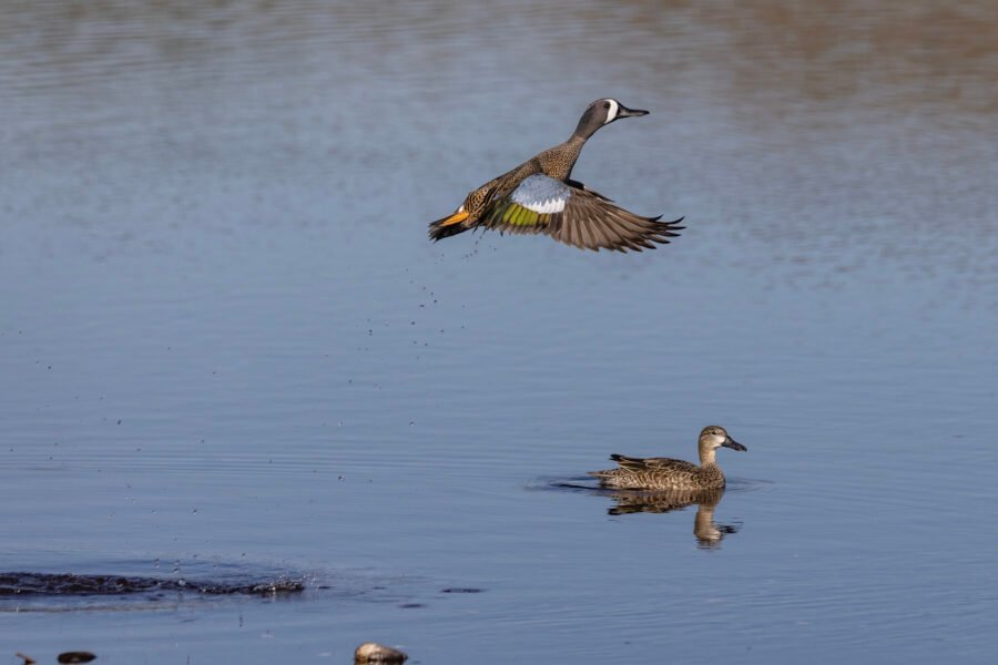 Blue Winged Teal Drake Leaving Female